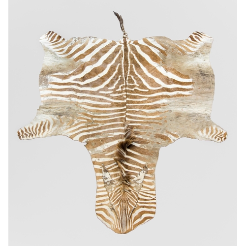 230 - A LATE 20TH CENTURY TAXIDERMY BURCHELL'S ZEBRA SKIN RUG (EQUUS QUAGGA BURCHELLII).
(250cm x 160cm)