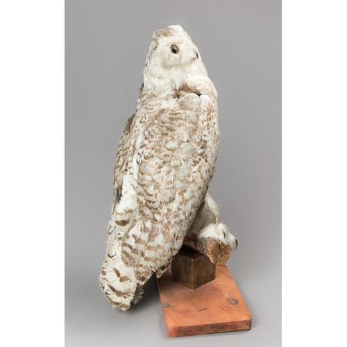 232 - A LATE 19TH CENTURY TAXIDERMY SNOWY OWL UPON A NATURALISTIC BASE (BUBO SCANDIACUS). (h 57cm)
AF. One... 