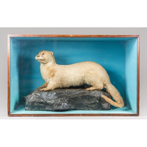 233 - AN EARLY 20TH CENTURY TAXIDERMY OTTER UPON A NATURALISTIC ROCK BASE IN A GLAZED CASE (LUTRINAE). (w ... 