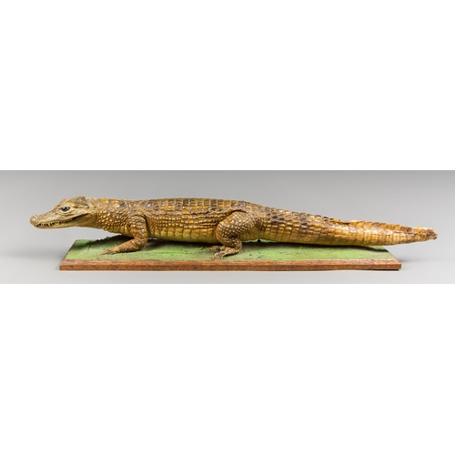 234 - A MID 20TH CENTURY TAXIDERMY CAIMAN UPON A WOODEN PLINTH (CAIMANINAE).
(56cm)