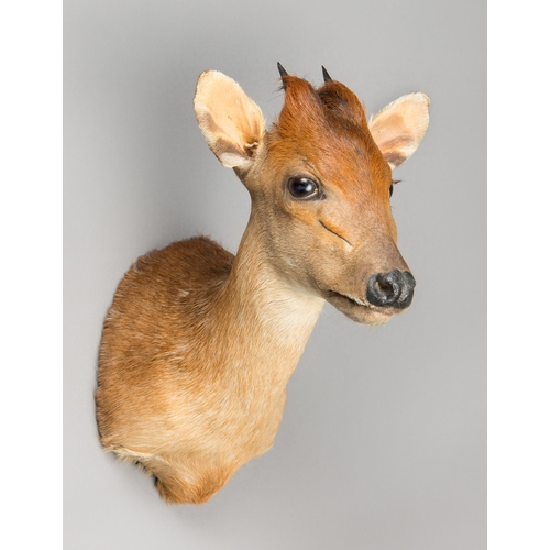 235 - A 21ST CENTURY TAXIDERMY RED FOREST DUIKER SHOULDER MOUNT (CEPHALOPHUS NATALENSIS).
(h 30cm x w 19cm... 