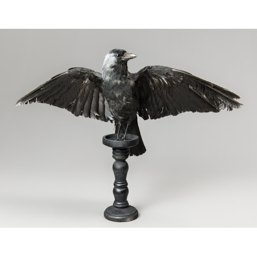 236 - A MODERN TAXIDERMY JACKDAW UPON A TURNED COLUMN (COLOEUS).
(h 42cm x w 59cm x d 16cm)