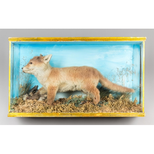 237 - A LATE 19TH/EARLY 20TH CENTURY TAXIDERMY FOX CUB IN A GLAZED CASE WITH A NATURALISTIC SETTING (VULPE... 