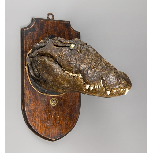 239 - A LATE 19TH/EARLY 20TH CENTURY TAXIDERMY MUGGER CROCODILE HEAD UPON OAK SHIELD (CROCODYLUS PALUSTRIS... 