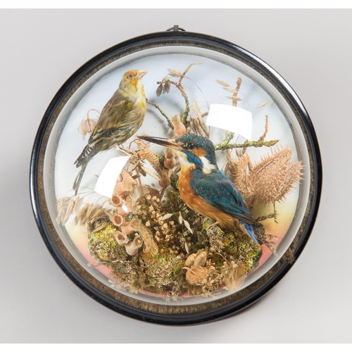 240 - A LATE 19TH CENTURY TAXIDERMY WALL DOME. 
Comprising of a Kingfisher and one other (possibly a Goldf... 