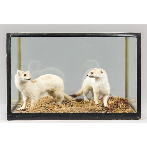 243 - A LATE 20TH CENTURY TAXIDERMY PAIR OF EUROPEAN STOATS IN A GLAZED CASE WITH A NATURALISTIC SETTING. ... 