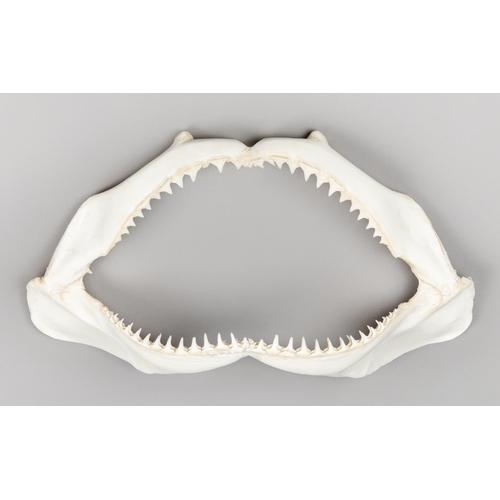 248 - A 20TH CENTURY SHARK JAW SET.
(w 40.5cm)