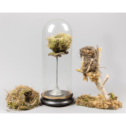 250 - A COLLECTION OF 20TH CENTURY BIRD NESTS, ONE UNDER A VICTORIAN GLASS DOME.
AF. Dome (h 54cm)