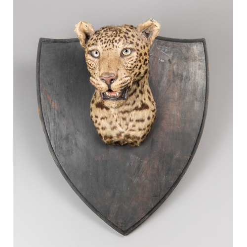 251 - VAN INGEN OF MYSORE, AN EARLY 20TH CENTURY TAXIDERMY INDIAN LEOPARD HEAD (PANTHERA PARDUS).
Mounted ... 