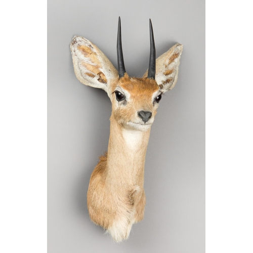 252 - A 21ST CENTURY TAXIDERMY STEENBOK SHOULDER MOUNT (RAPHICERUS CAMPESTRIS).
(h 37cm x w 21cm x d 21cm)