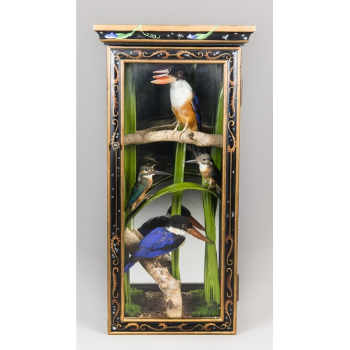 253 - AN UNUSUAL MID-20TH CENTURY MIXED TAXIDERMY CASE OF KINGFISHERS.
Comprising of Common kingfishers of... 