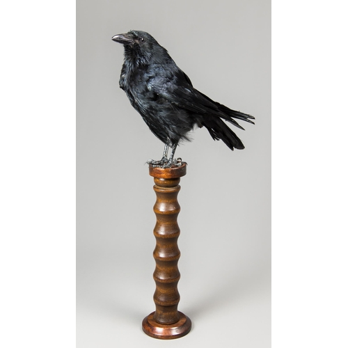 254 - A MODERN TAXIDERMY CARRION CROW UPON A TURNED COLUMN (CORVUS CORONE).
(h 64cm x w 35cm x d 19cm)