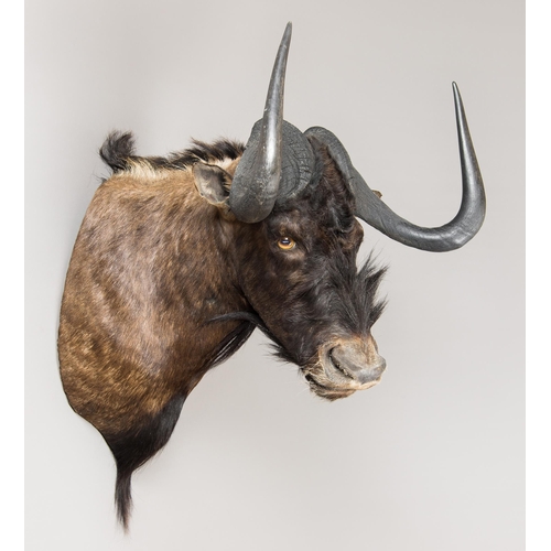 255 - A LATE 20TH CENTURY TAXIDERMY BLACK WILDEBEEST SHOULDER MOUNT (CONNOCHAETES GNOU).
(h 89cm x w 57cm ... 