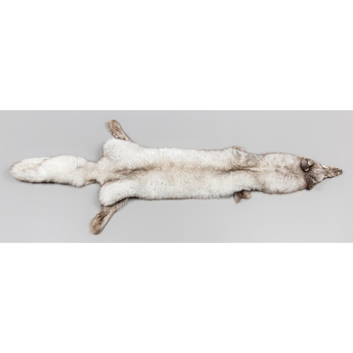 256 - A 21ST CENTURY TAXIDERMY ARCTIC FOX SKIN (VULPES LAGOPUS).
(147cm)