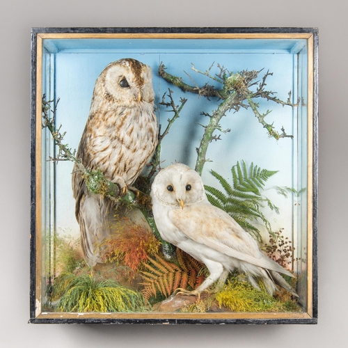 257 - JEFFERIES OF CARMARTHEN, A LATE 19TH/EARLY 20TH CENTURY TAXIDERMY TAWNY OWL AND BARN OWL IN A GLAZED... 