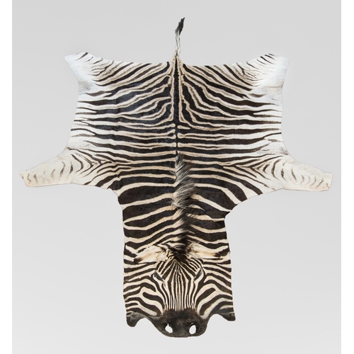 258 - A 21ST CENTURY TAXIDERMY BURCHELL'S ZEBRA SKIN RUG (EQUUS QUAGGA BURCHELLII).
New. (300cm x w 160cm)