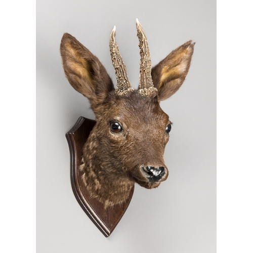 259 - A RARE 21ST CENTURY TAXIDERMY BLACK ROEBUCK HEAD UPON AN OAK SHIELD (GENUS CAPREOLUS).
(h 37cm x w 2... 