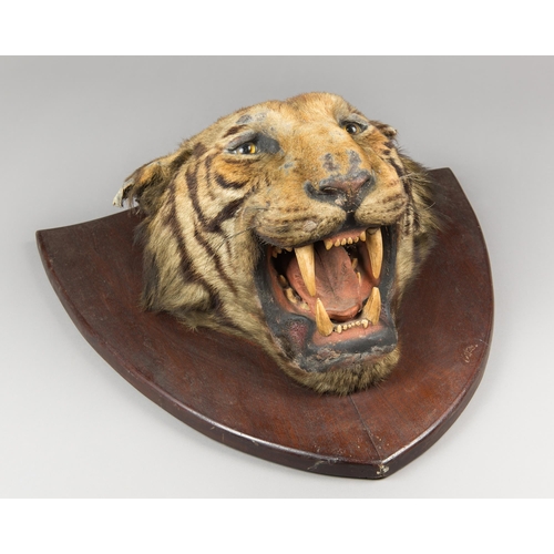 261 - A LARGE LATE 19TH CENTURY TAXIDERMY TIGER HEAD UPON OAK SHIELD (PANTHERA TIGRIS).
The mounting of th... 