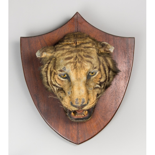 261 - A LARGE LATE 19TH CENTURY TAXIDERMY TIGER HEAD UPON OAK SHIELD (PANTHERA TIGRIS).
The mounting of th... 