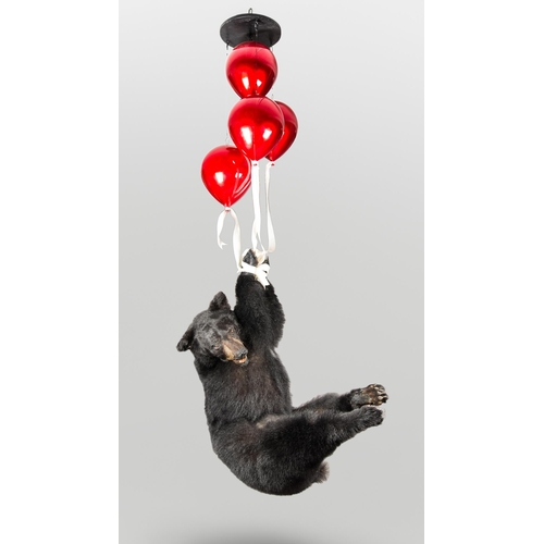 271 - A FLOATING BEAR BY SIMON 'THE STUFFA' WILSON.
A taxidermy American black bear (Ursus americanus) att... 