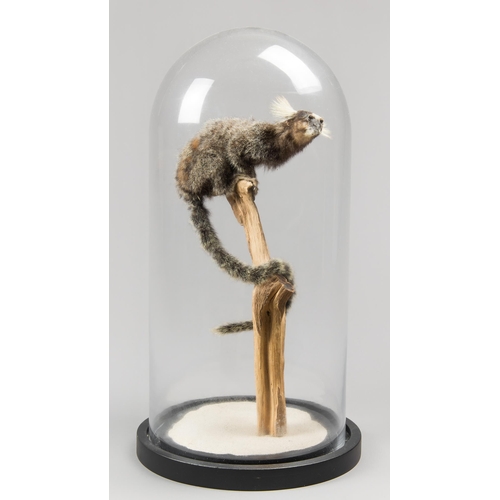 272 - A 20TH CENTURY TAXIDERMY COMMON MARMOSET MONKEY UNDER A GLASS DOME (CALLITHRIX JACCHUS).
(h 50cm x w... 