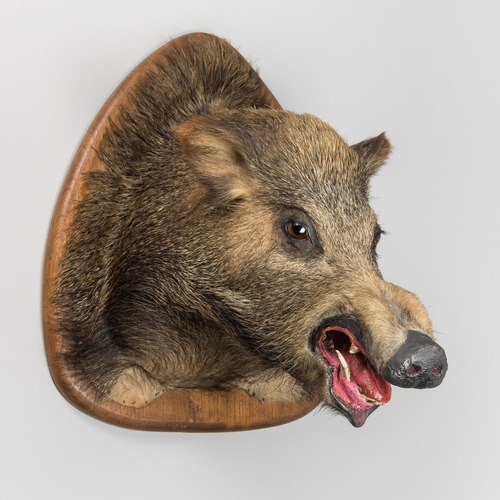 274 - A LATE 20TH EUROPEAN WILD BOAR HEAD UPON OAK SHIELD (SUS SCROFA).