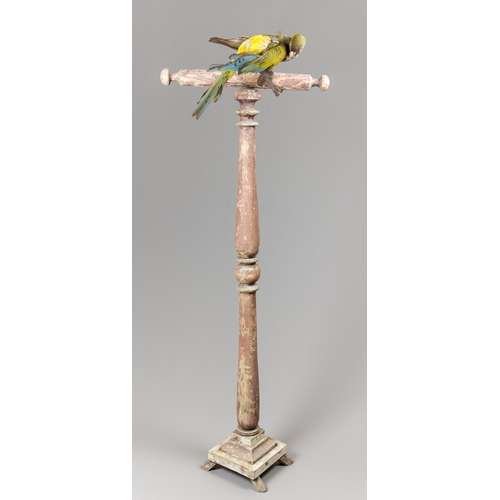 276 - AN EARLY 20TH CENTURY TAXIDERMY BURROWING PARROT UPON AN ANTIQUE PRIEST'S GARMENT STAND (CYANOLISEUS... 