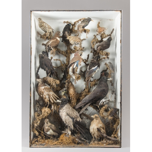 277 - A LARGE LATE 19TH CENTURY TAXIDERMY DIORAMA OF BRITISH BIRDS IN A GLAZED CASE WITH A NATURALISTIC SE... 