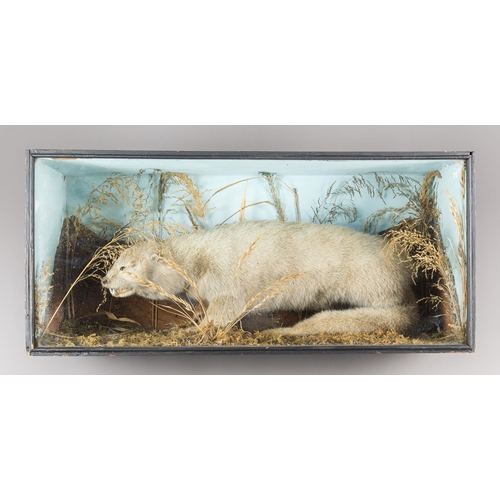 278 - A LATE 19TH/EARLY 20TH CENTURY TAXIDERMY OTTER IN A GLAZED CASE WITH A NATURALISTIC SETTING (LUTRINA... 