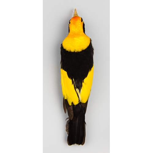 280 - A LATE 19TH CENTURY TAXIDERMY STUDY SKIN OF A REGENT BOWERBIRD (SERICULUS CHRYSOCEPHALUS). Male adul... 