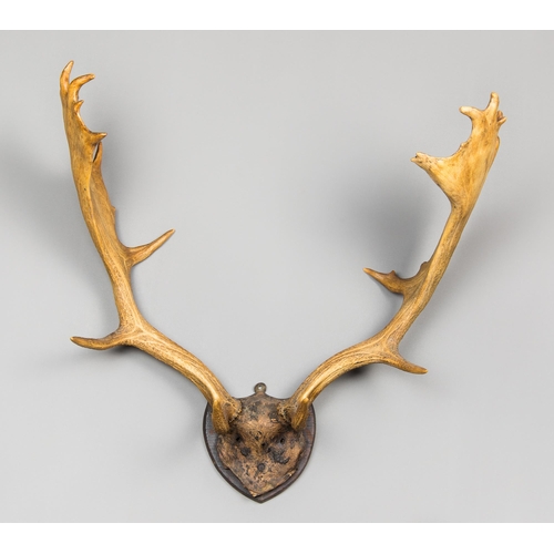 281 - A LATE 19TH/EARLY 20TH CENTURY SET OF EUROPEAN FALLOW DEER ANTLERS WITH PART UPPER SKULL UPON A HARD... 