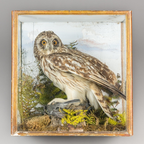 282 - A LATE 19TH CENTURY TAXIDERMY SHORT-EARED OWL IN A GLAZED CASE WITH A NATURALISTIC SETTING (ASIO FLA... 