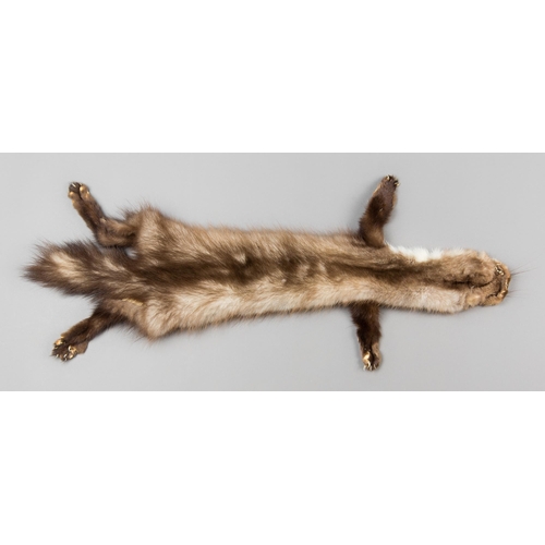 283 - A 21ST CENTURY TAXIDERMY BEECH MARTEN SKIN (MARTES FOINA).
(66cm)