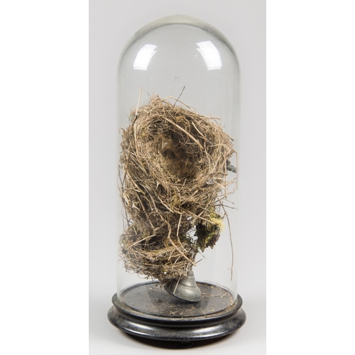 284 - TWO 20TH CENTURY BIRD NESTS UNDER A VICTORIAN GLASS DOME. (h 40cm)