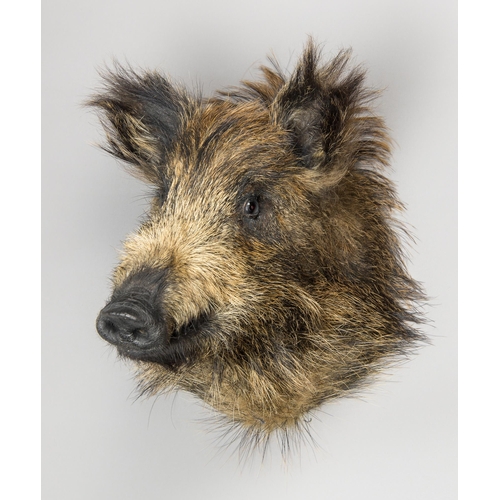 291 - A 21ST CENTURY TAXIDERMY WILD BOAR PIGLET HEAD (SUS SCROFA).
(h 36cm x w 26cm x d 34cm)