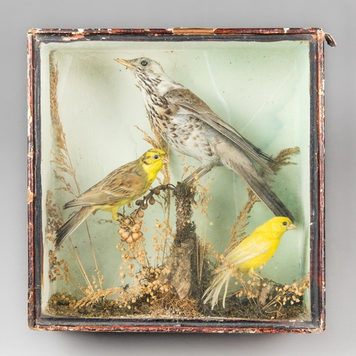 293 - A LATE 19TH CENTURY TAXIDERMY DIORAMA OF BIRDS IN A GLAZED CASE WITH A NATURALISTIC SETTING.
Compris... 