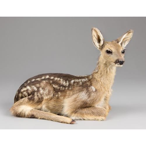 294 - A 21ST CENTURY TAXIDERMY ROE DEER KID FULL MOUNT UPON A NATURALISTIC BASE (CAPREOLUS CAPREOLUS).
(h ... 