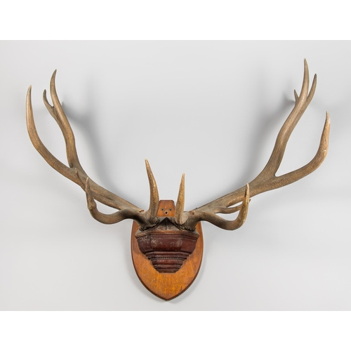 295 - A LARGE AND IMPRESSIVE LATE 19TH/EARLY 20TH SET OF WAPITI OR ELK ANTLERS UPON AN OAK SHIELD CONSOLE.... 