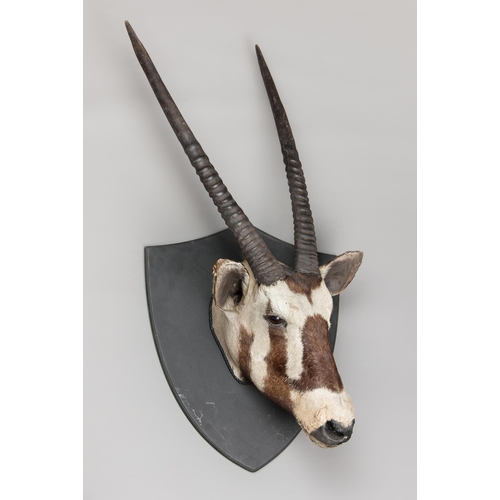 296 - A 20TH CENTURY TAXIDERMY ORYX HEAD UPON A HARDWOOD SHIELD (ORYX).
(h 107cm x w 49cm x d 30cm)