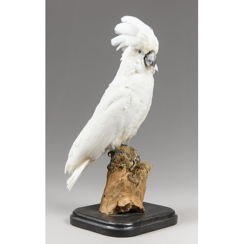 297 - A LATE 20TH CENTURY TAXIDERMY UMBRELLA COCKATOO UPON A NATURALISTIC BASE (CACATUA ALBA).
(h 53cm)