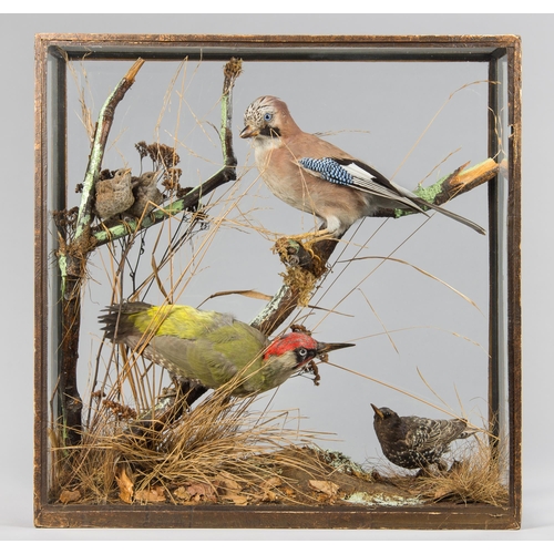 298 - ROWLAND WARD, A LATE 19TH CENTURY TAXIDERMY DIORAMA OF BRITISH GARDEN BIRDS.
Comprising of a Green W... 