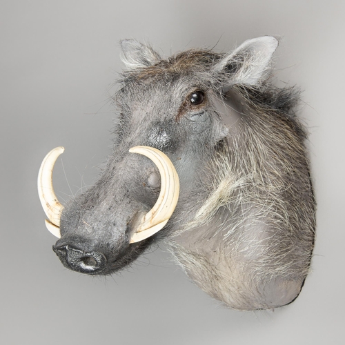 299 - A LATE 20TH CENTURY TAXIDERMY COMMON WARTHOG HEAD (PHACOCHOERUS AFRICANUS).
(h 45cm x w 31cm x d 48c... 