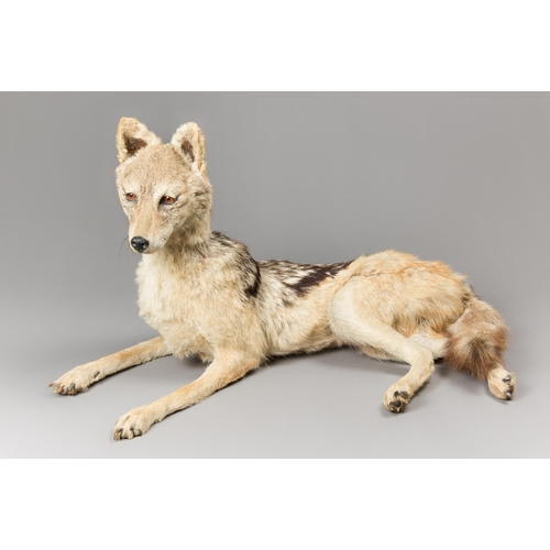 300 - A LATE 20TH CENTURY TAXIDERMY BLACK-BACKED JACKAL UPON A NATURALISTIC BASE (LUPULELLA MESOMELAS)
(h ... 