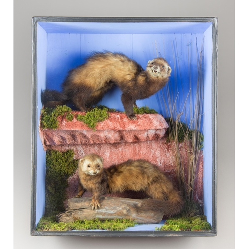 301 - A MID-20TH CENTURY TAXIDERMY PAIR OF EUROPEAN POLECATS IN A GLAZED CASE WITH A NATURALISTIC SETTING ... 