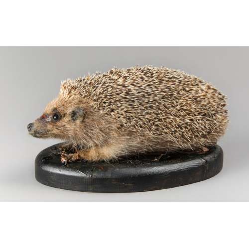 302 - A MID-20TH CENTURY TAXIDERMY HEDGEHOG UPON A WOODEN BASE (ERINACEINAE).
(w 24.5cm)