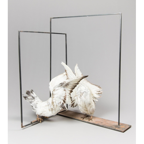 303 - A UNIQUE MODERN FRENCH ASSEMBLAGE WITH TAXIDERMY DOVES (COLUMBIDAE).
(h 60cm x w 40cm x d 56cm)