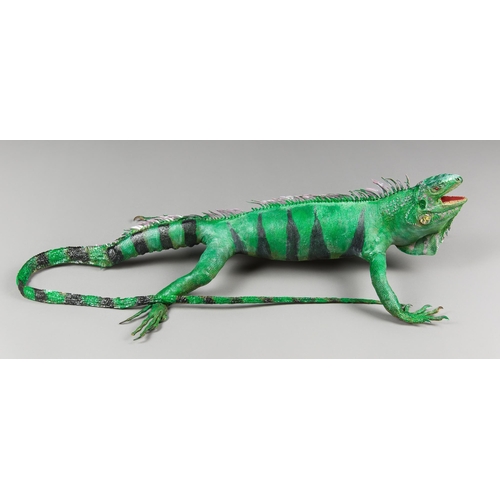 304 - A LATE 20TH CENTURY TAXIDERMY FULL MOUNT IGUANA (IGUANA).
(h 18cm x w 74cm x d 38cm)