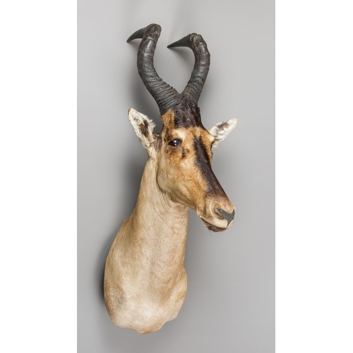 306 - A 21ST CENTURY TAXIDERMY HARTEBEEST SHOULDER MOUNT (ALCELAPHUS BUSELAPHUS).
Modern mount, natural ri... 