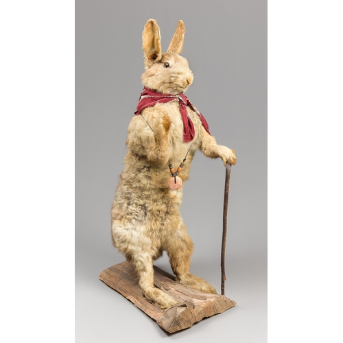 308 - A WHIMSICAL TAXIDERMY STANDING HARE.
(h 71m x w 38cm x d 20cm)