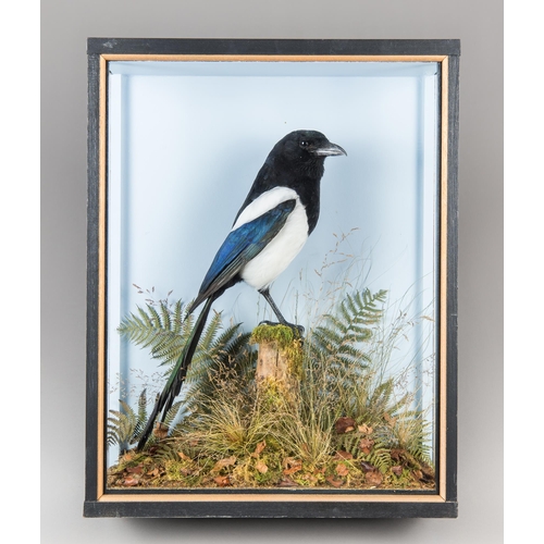 309 - A LATE 20TH CENTURY TAXIDERMY MAGPIE IN A GLAZED CASE WITH A NATURALISTIC SETTING (PICA PICA).